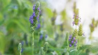 I semi di chia: storia, valori nutrizionali e benefici per la salute