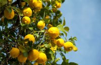 Informazioni, impieghi, benefici per la salute e valori nutrizionali dei limoni