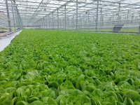 Irrigation Tips for DWC Hydroponic Leafy Greens