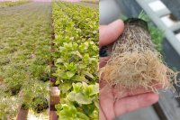 Irrigation Tips for NFT Hydroponic Leafy Greens