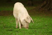 Optimal sow nutrition and feeding strategies to maximize reproductive performance and longevity