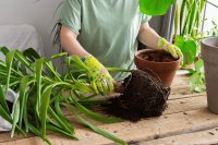 Errores comunes al trasplantar plantas en casa