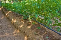 Pratiche e innovazioni per un'irrigazione efficiente per gli agricoltori dell'UE - Estate 2025