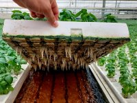 Return water management for hydroponic leafy greens
