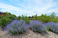 The best aromatic herbs for your garden and balcony
