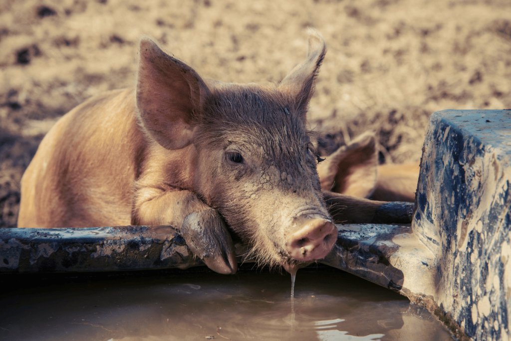 The critical role of water in swine health and production