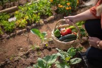 Top 12 Container Gardening Mistakes and Expert Solutions for Thriving Plants