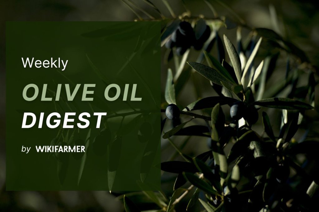 Olive Oil Market Digest – Week 30, 2025