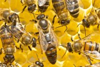 What the queen bee really does and why it matters to farmers What the queen bee really does and why it matters to farmers