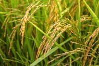 Preventing rice lodging: The role of potassium and flag leaf physiology