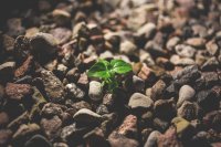 Why seeds matter: The key to successful reforestation, agroforestry, and climate resilience