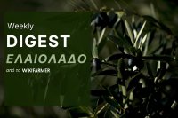 εβδομαδιαία ανάλυση για τιμές του ελαιολάδου εβδομάδα 34 Η Αγορά του Ελαιολάδου w34/2025
