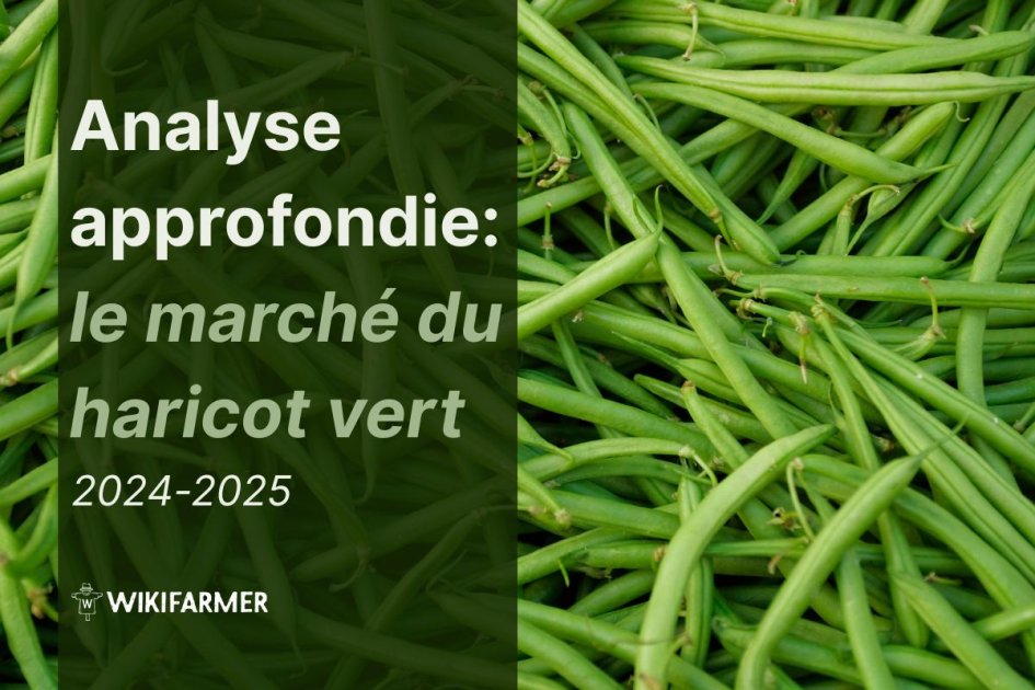 Prix Du Haricot Vert