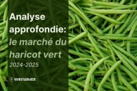 Analyse approfondie : le marché mondial du haricot vert 2024-2025