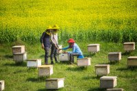 Beekeeping A powerful means of additional income for farmers Beekeeping: A powerful means of additional income for farmers