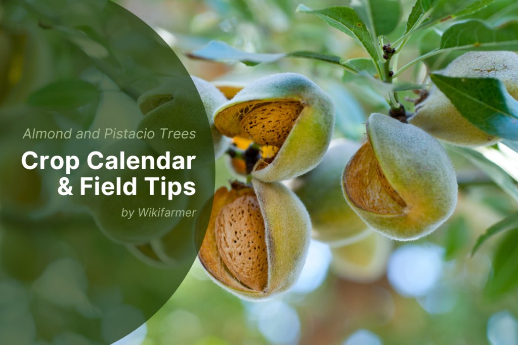 Best practices and tips for almond and pistachio harvest in 2025