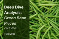Deep-Dive Analysis: Global Green Bean Market 2024-2025