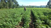 Empowering African Plant Protection Agencies to Combat Devastating Potato Pest