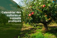 Gestion des vergers de pommiers à la fin du mois d'août : activités essentielles pour les agriculteurs de l'UE en 2025