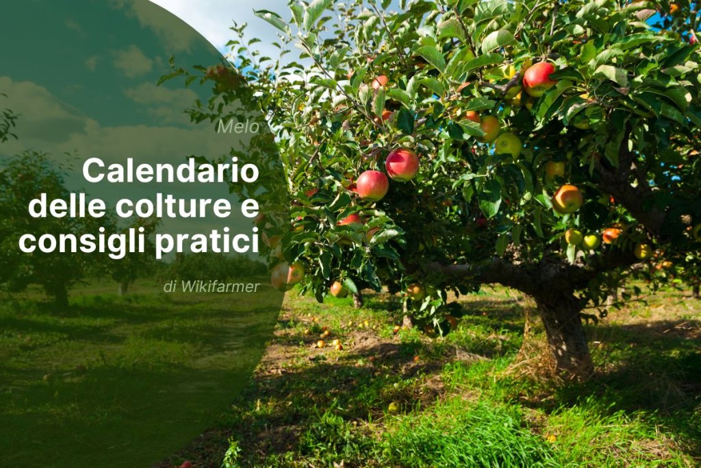 Gestione dei meleti alla fine di agosto: attività essenziali per gli agricoltori europei nel 2025