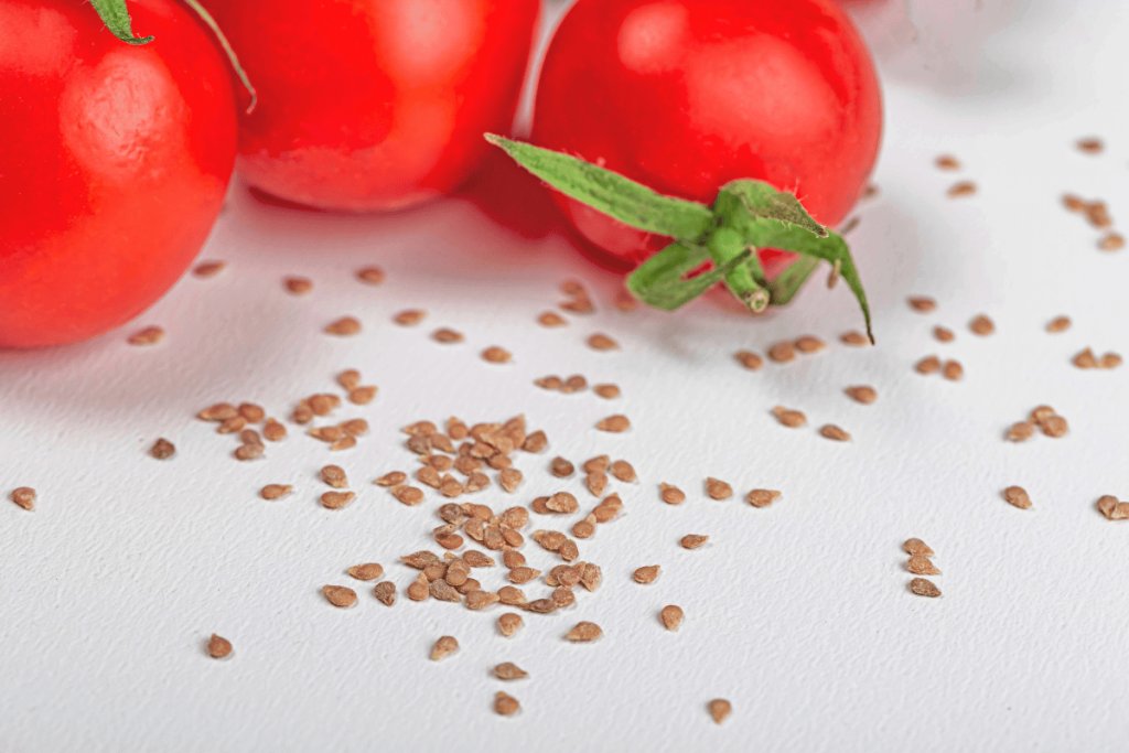 Hybrid tomato seed production: A precision-guided roadmap to global excellence
