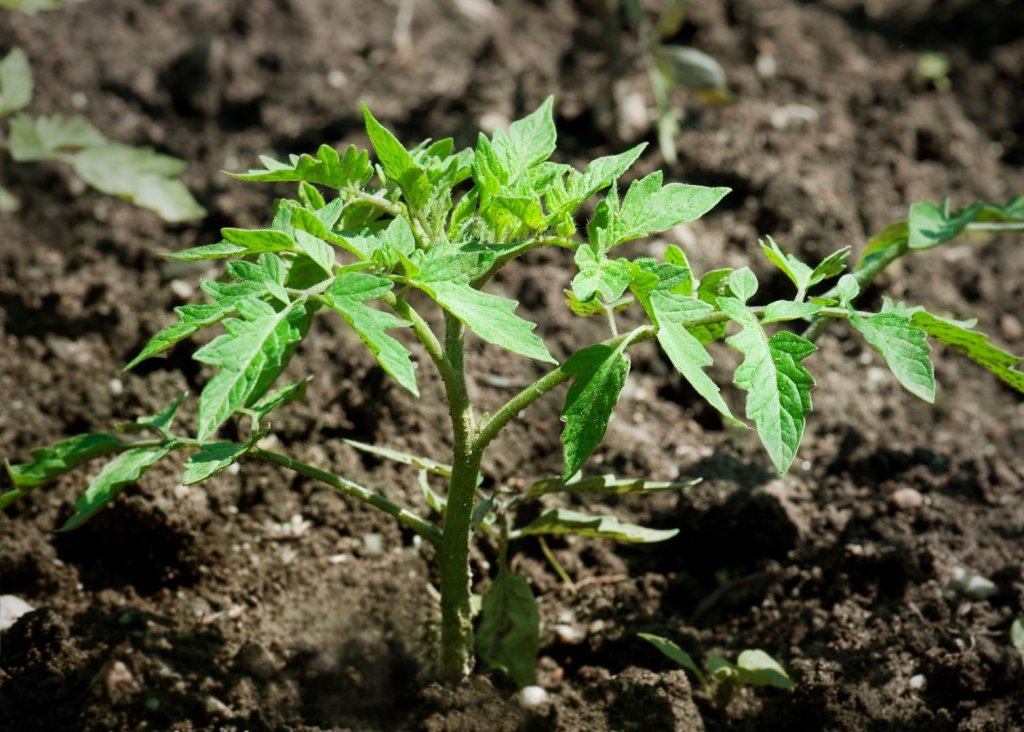 I biostimolanti: uno strumento per un'agricoltura più consapevole