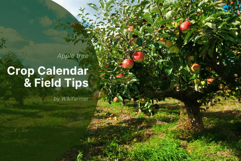 Late august apple orchard management: Εssential activities for eu farmers 2025