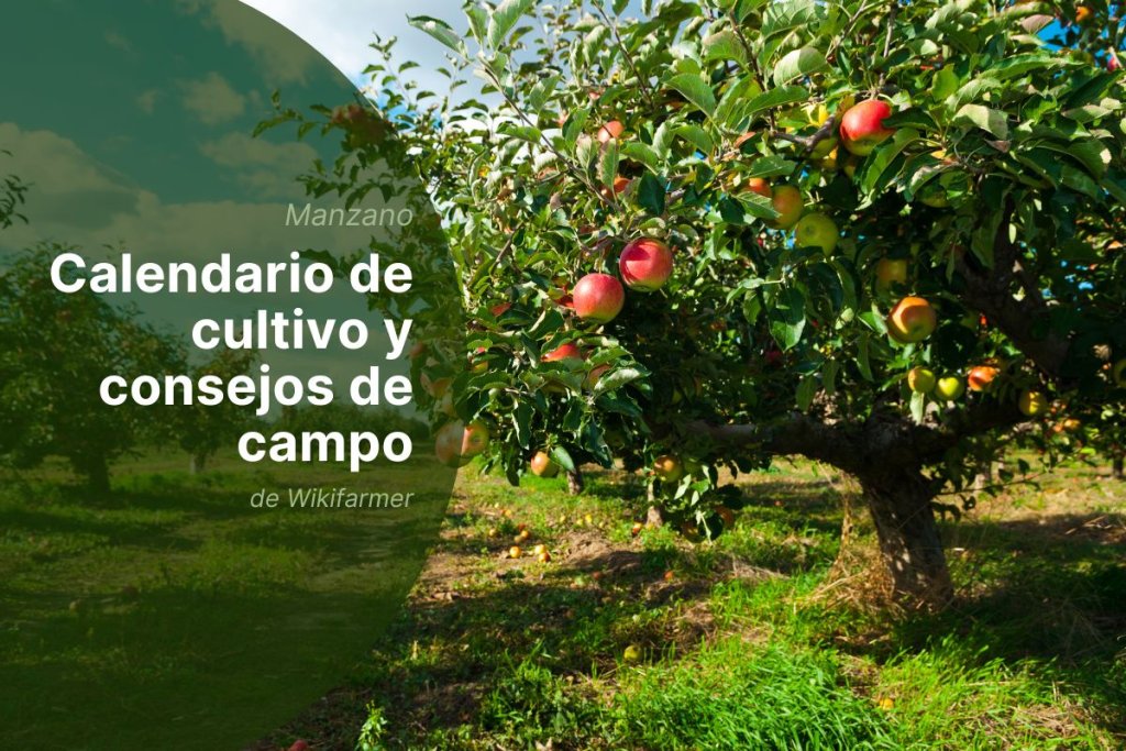 Gestión de manzanos a finales de agosto: actividades esenciales para agricultores de la UE 2025