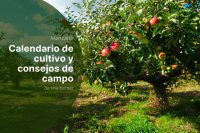 Gestión de manzanos a finales de agosto: actividades esenciales para agricultores de la UE 2025