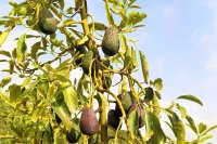 Potatura e cura dell'albero di avocado