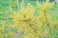 Propagazione e impollinazione dell'albero di avocado