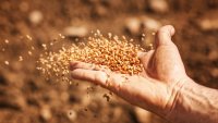 Reproduction sexuée des plantes - Tout savoir sur les graines