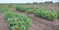 Tepary beans - The forgotten, rare, and resilient legume