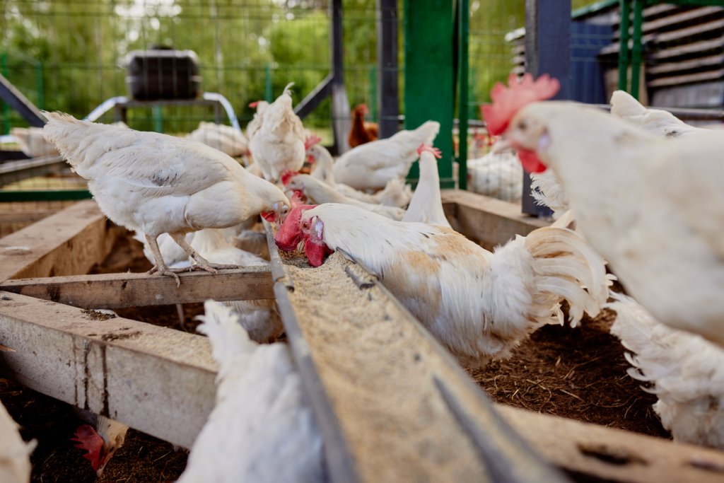 Çörekotu Tohumu Takviyesi ile Broiler Yemleri: Büyüme, Yem Verimliliği ve Et Verimi Üzerindeki Faydaları