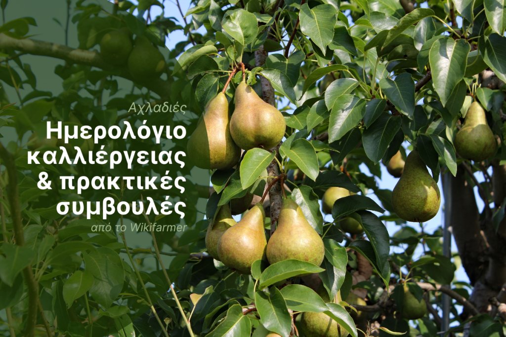 Παραγωγή αχλαδιών στην Ευρώπη 2025/26: Συγκομιδή και μετασυλλεκτική διαχείριση