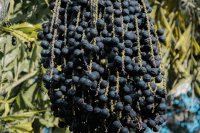 Acai Berry: Διατροφική αξία, οφέλη για την υγεία και παγκόσμια αγορά