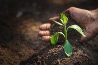 Agrobiodiversity and organic agriculture: Drivers of ecological sustainability