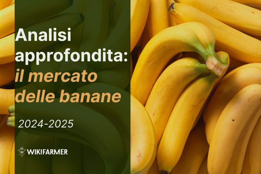 Analisi approfondita: il mercato globale delle banane 2024-2025