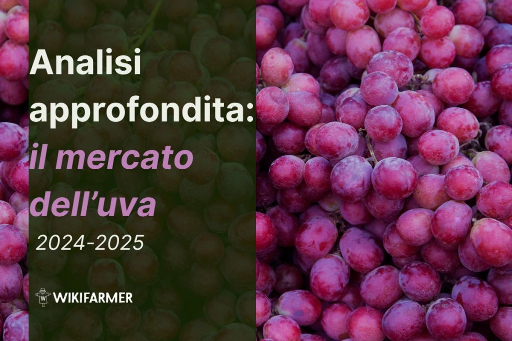 Analisi approfondita: il mercato globale dell'uva
