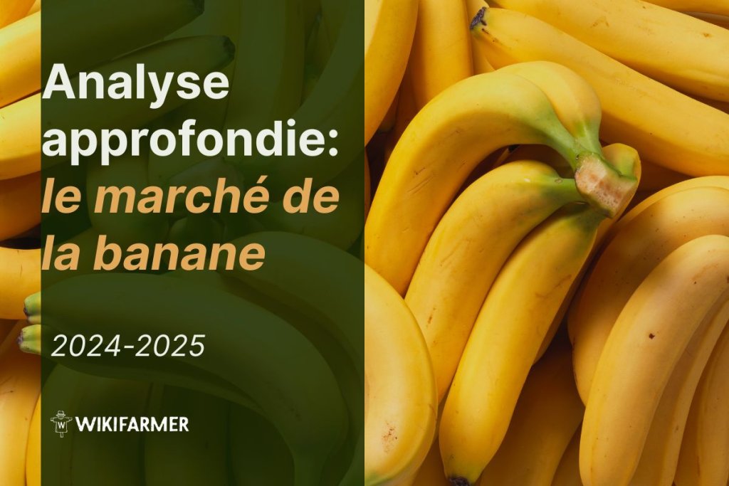 Analyse approfondie : le marché mondial de la banane 2024-2025