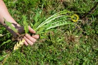 Are weeds really harmful?
