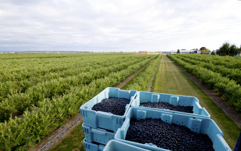 Blueberries Hasat, Verim ve Depolama