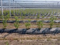 Blueberry Toprak Koşulları ve Alan Seçimi Blueberry Toprak Koşulları ve Alan Seçimi