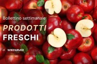 Bollettino sul mercato dei prodotti freschi - settimana 38/2025 Bollettino sul mercato dei prodotti freschi - settimana 38/2025