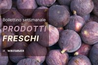 Bollettino sul mercato dei prodotti freschi - settimana 37/2025