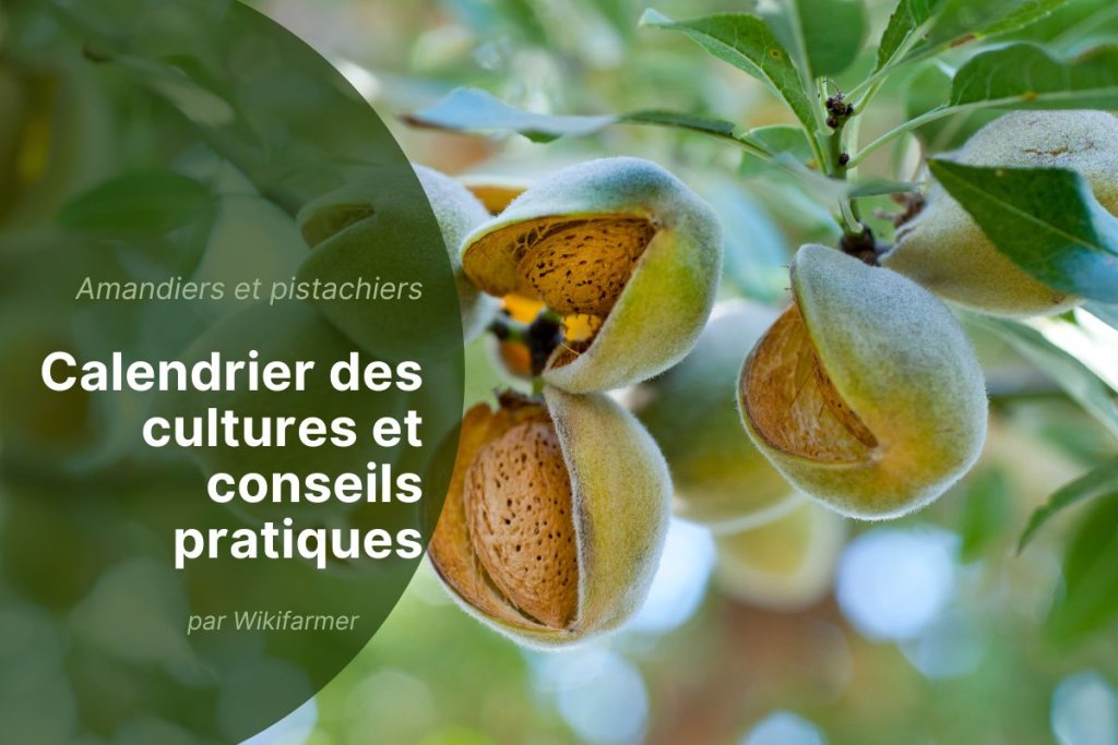 Bonnes pratiques et conseils pour la récolte des amandes et des pistaches en 2025