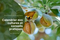 Bonnes pratiques et conseils pour la récolte des amandes et des pistaches en 2025