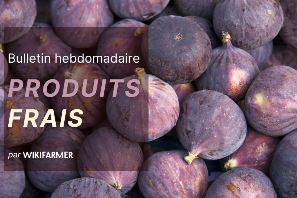 Bulletin sur le marché des produits frais - Semaine 37/2025