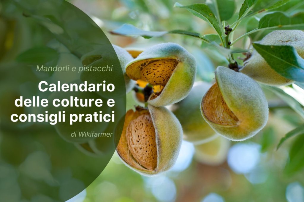 Buone pratiche e consigli per la raccolta di mandorle e pistacchi nel 2025