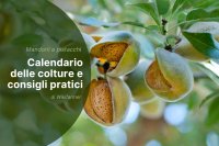 Buone pratiche e consigli per la raccolta di mandorle e pistacchi nel 2025